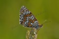 /album/lepkek/melitaea-cinxia-jpg1/